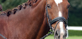 Equine veterinary services
