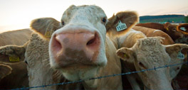 Farm animal veterinary services