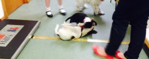 Puppies have fun at Donview Vets puppy parties!