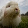 rabbit newsletter