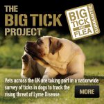 Ticks on third of dogs